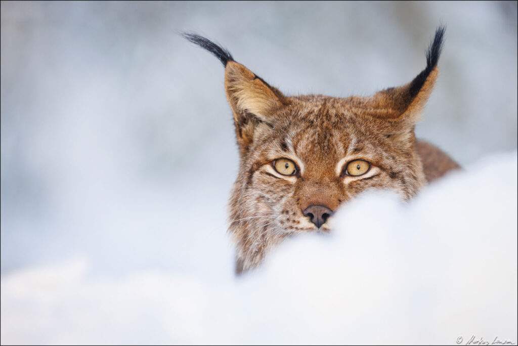 Luchs blickt hinter einer Schneeerhöhung hervor, Fotografiert im Wildpark Gangelt