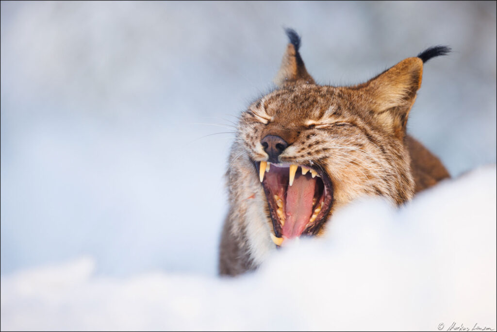 Gähnender Luchs im Schnee, Fotografiert im Wildpark