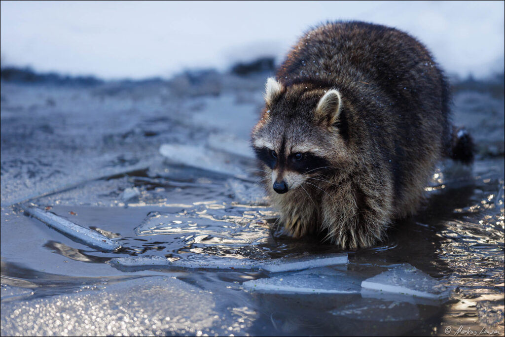 Waschbär steht in einer zum Teil gefrorenen Wasserfläche. Das erste warme Morgenlicht fällt als Streiflicht ins Bild