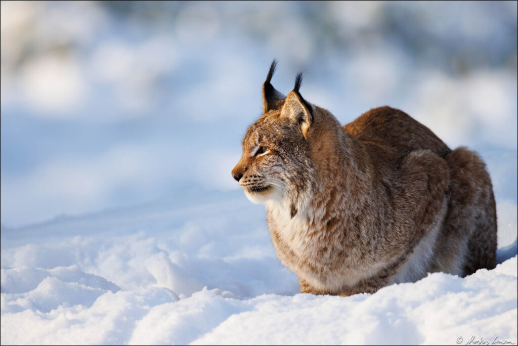 Luchs genießt das Mittagslicht im Winter, Naturfotografie im Wildpark Gangelt.