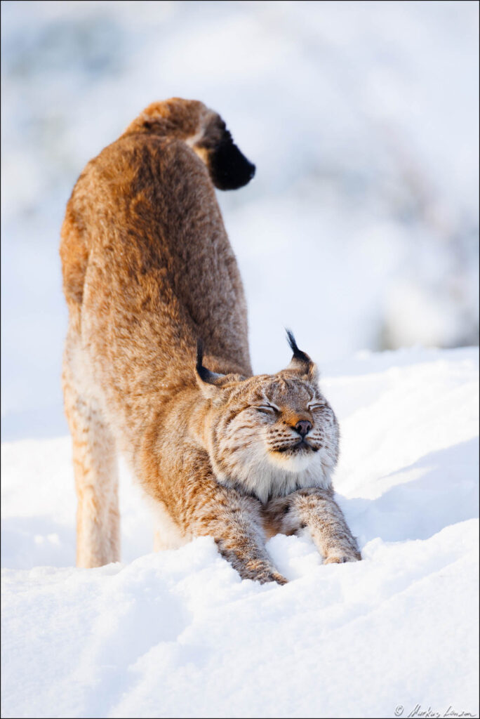 Luchs streckt sich im Schnee und genießt das Sonnenlicht, Naturfotografie im Wildpark Gangelt.