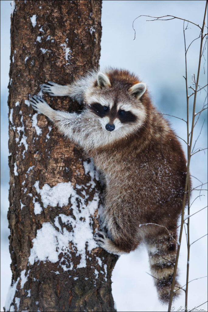 Waschbär klettert am verschneiten Baum hoch, Fotografiert im Wildpark Gangelt.