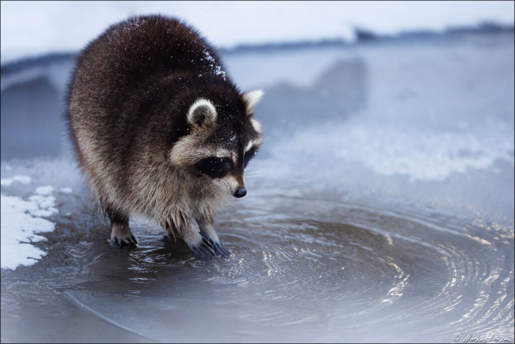 Waschbär steht auf einer zugefrorenen Wasserfläche auf Zehenspitzen da es wohl doch sehr kalt ist