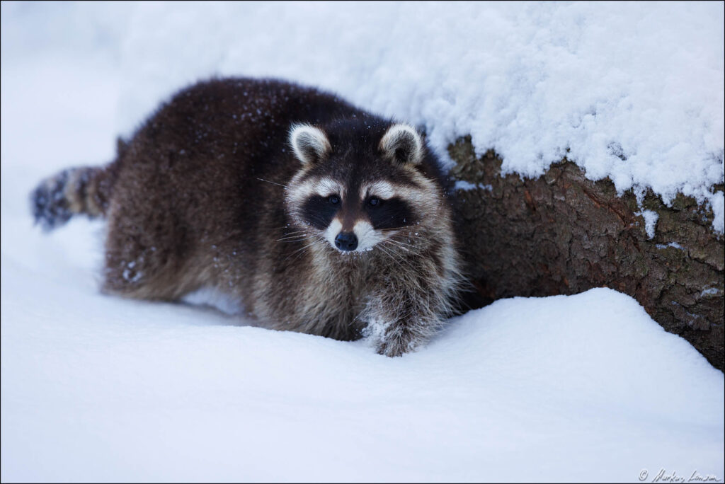 Waschbär im Schnee vor einem zum Teil verschneiten umgefallenen Baumstamm.