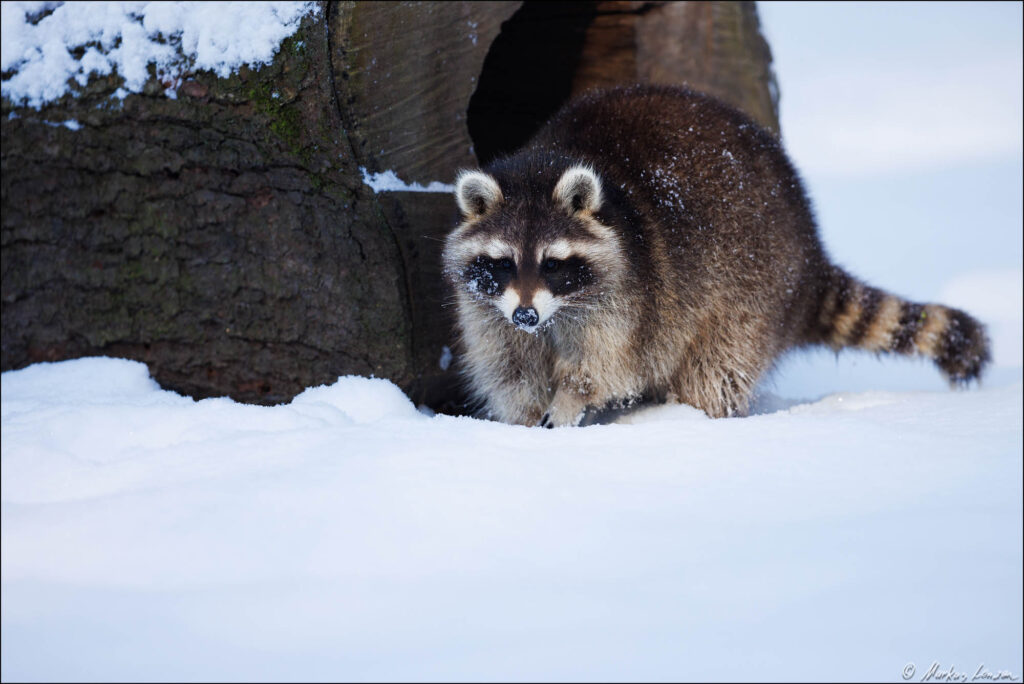 Waschbär im Schnee vor einen Baumstumpf mit einem großen Loch darin, vermutlich eine Höhle