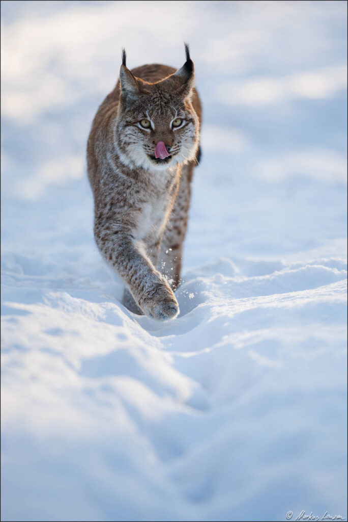 Luchs läuft durch den Schnee direkt auf den Betrachter zu und leckt sich mit der Zunge durchs Gesicht