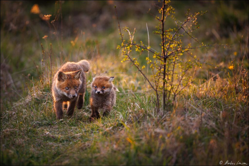 Zwei Fuchswelpen laufen nebeneinander im Abendlicht durch die Wiese