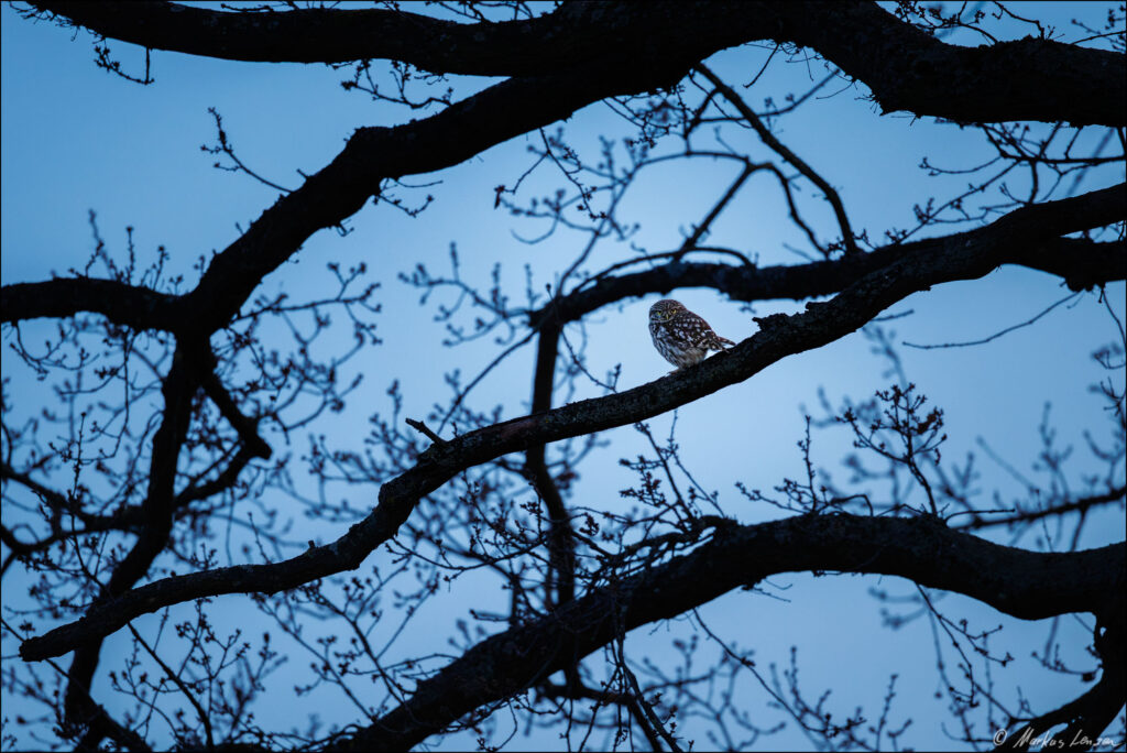 Steinkauz sitzt in der Abenddämmerung im Baum
