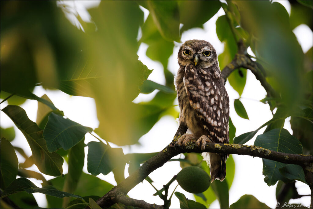 Steinkauz Ästling sitzt im Obstbaum und schaut direkt Richtung Kamera