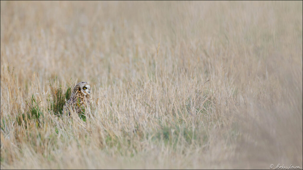 Sumpfohreule sitzt in einer Wiese und legt sich an einen Grasbüchel.