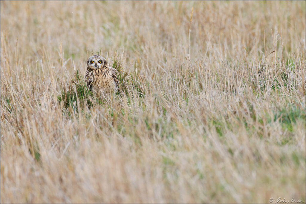 Sumpfohreule sitzt in der Wiese und schaut aufmerksam empor.