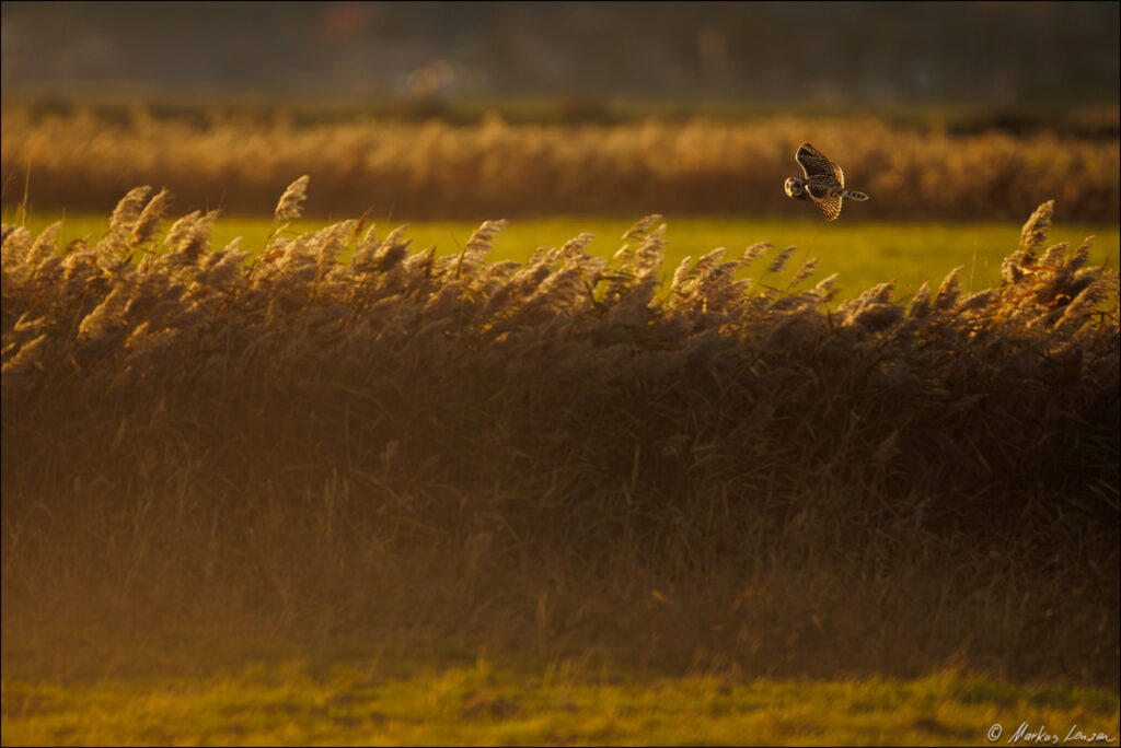 Sumpfohreule fliegt im Gegenlicht über einen Schilfgürtel. Am Boden leuchtet der seichte Bodennebel im Abendlicht