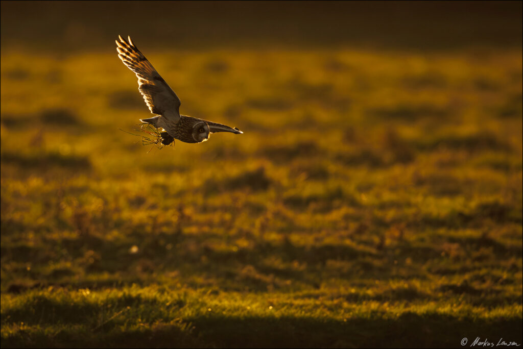 Sumpfohreule fliegt mit gefangener Maus in den Fängen im Gegenlicht über die Wiese