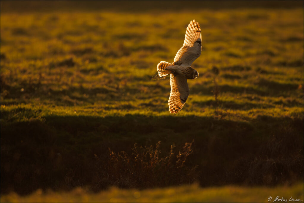 Sumpfohreule fliegt mit gefangener Maus in den Fängen im Gegenlicht über die Wiese