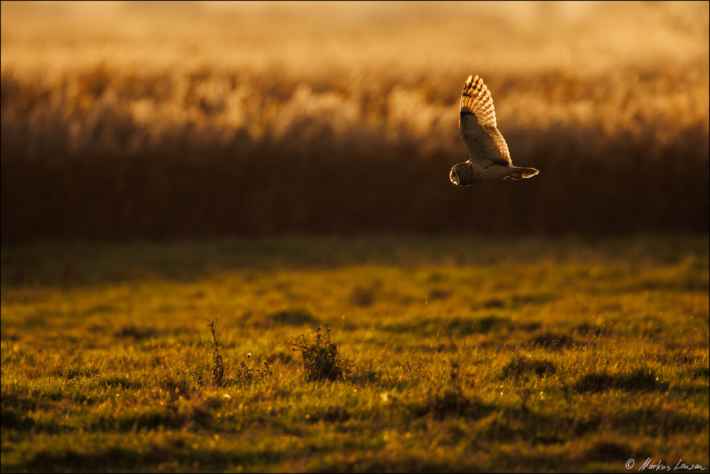 Sumpfohreule im Flug bei warmen abendlichen Gegenlicht