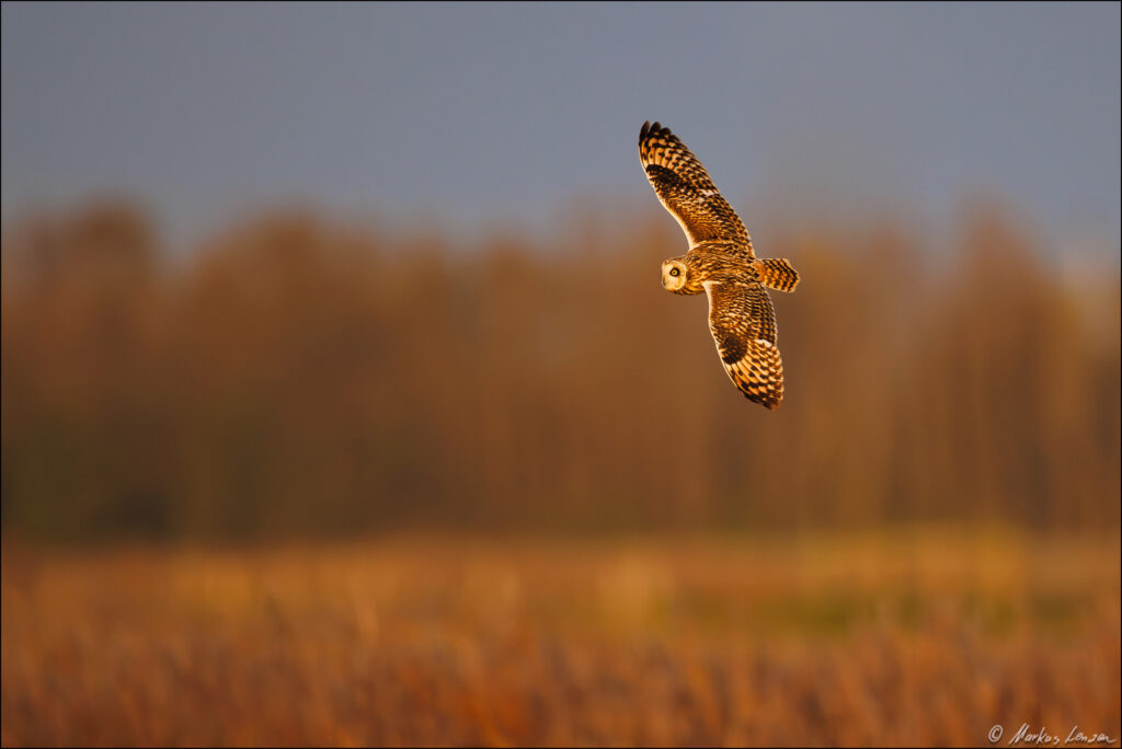 Sumpfohreule fliegt im Abendlicht über ihr Jagdgebiet