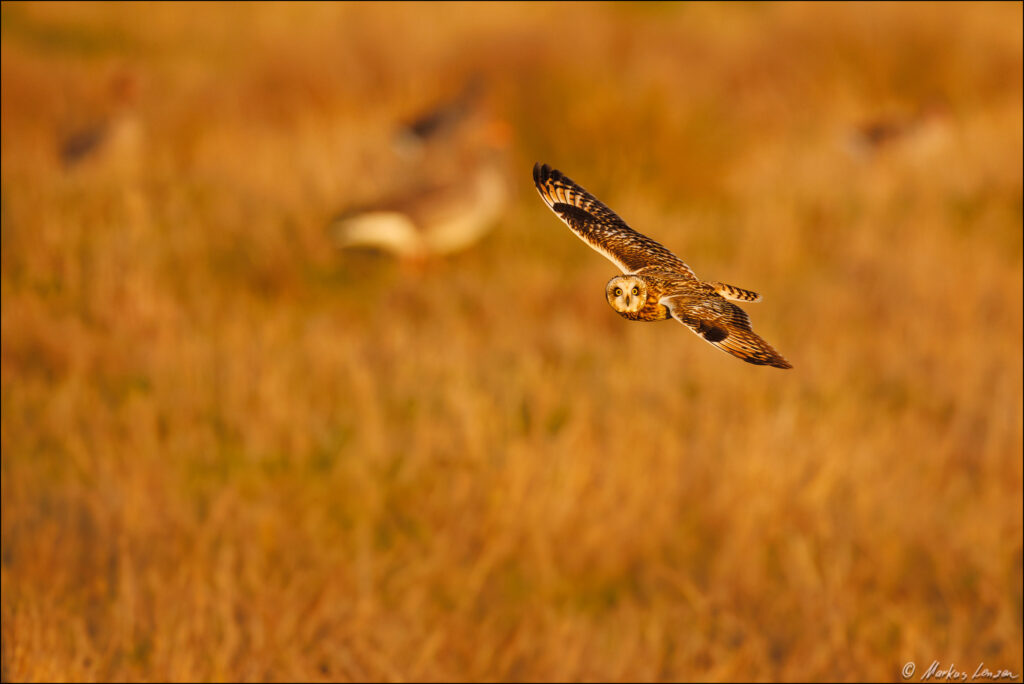 Sumpfohreule fliegt über die Weidefläche und schaut direkt Richtung Kamera