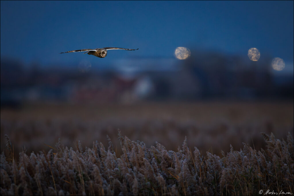 Sumpfohreule im Flug in der blauen Stunde während im Hintergrund die Lichter des Hafens leuchten