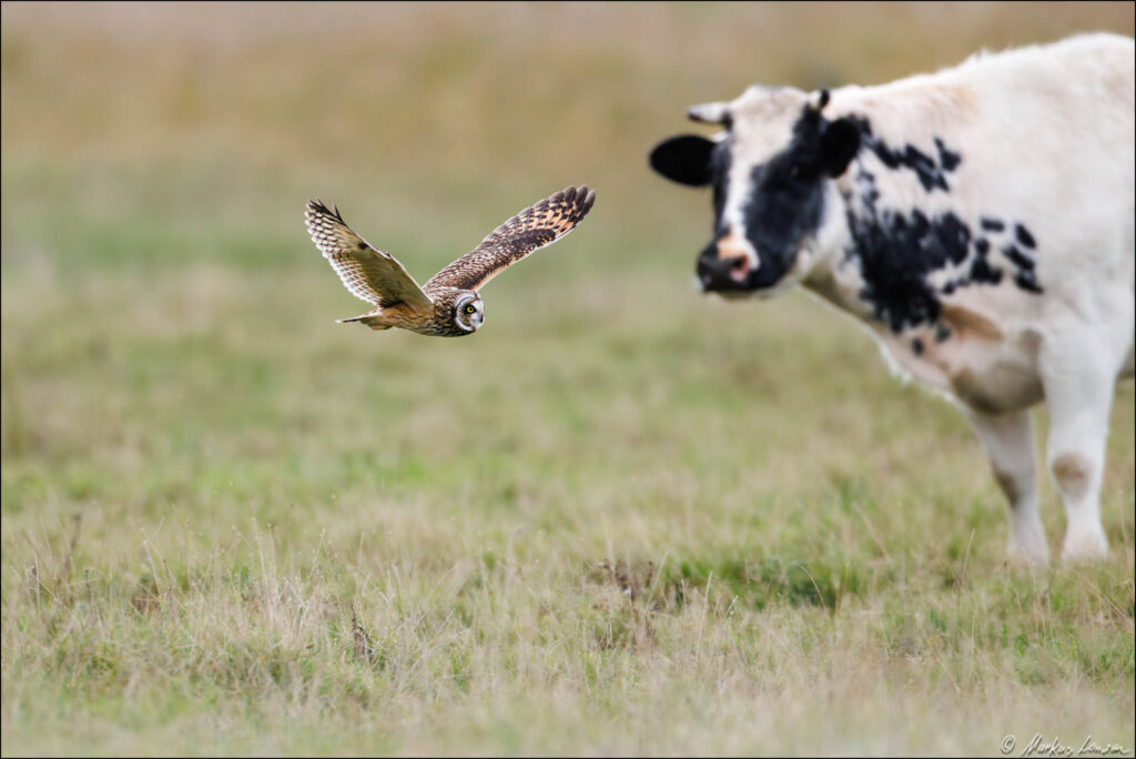umpfohreule fliegt über eine Weide und im Hintergrund steht eine Kuh