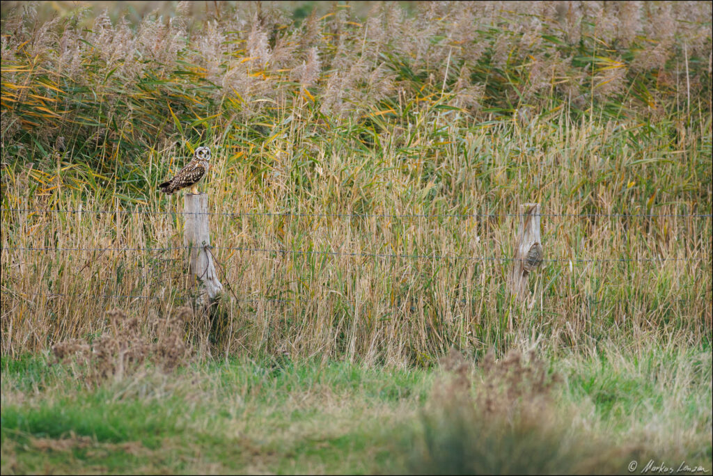 Sumpfohreule sitzt vor einem Schilfgürtel auf einem Weidepfahl und beobachtet die Umgebung.