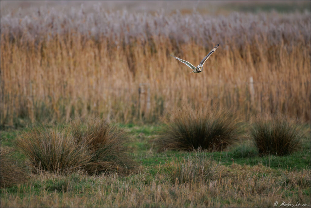 Sumpfohreule fliegt an einem Schilfgürtel entlang über eine Wiese