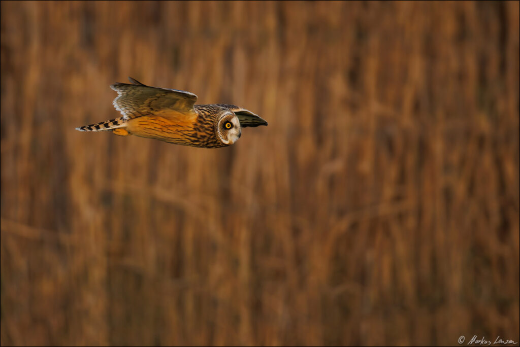 Sumpfohreule in der Nahaufnahme im Flug