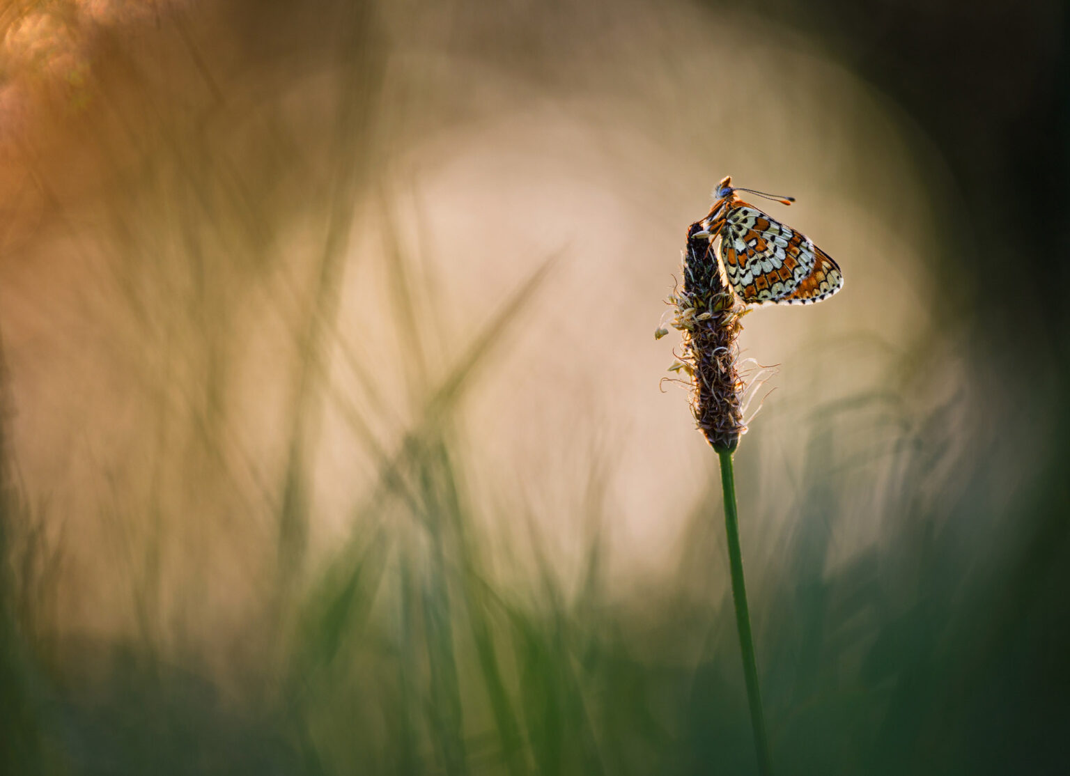 Wegerich-Scheckenfalter