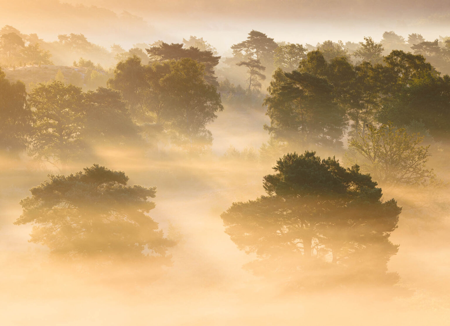 Morgennebel in der Heide
